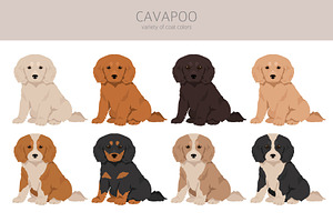 Cavapoo Clipart