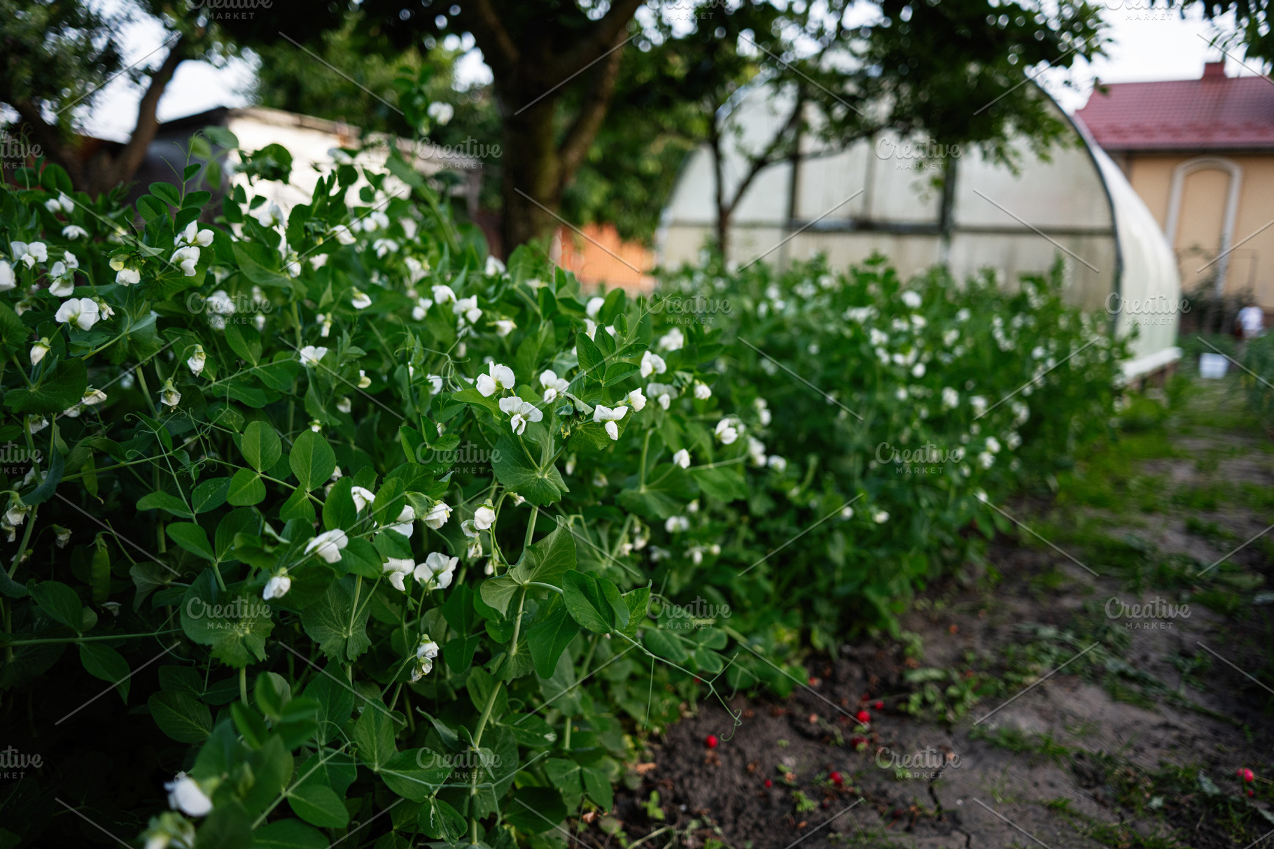 Lush green pea plants with white blossoms growing in a backyard garden, a Photo by AS photostudio