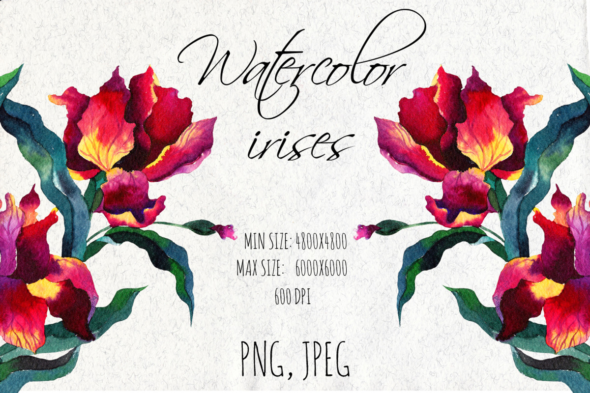 Watercolor iris flowers., a Decorative Illustration by redstudio (Photo 1 of 9)