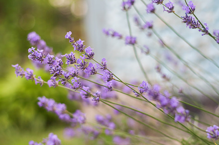 Bush with lavender flowers in blur in sunlight, a Nature Photo by TanaCh