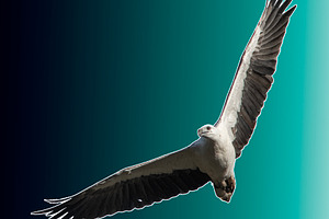 White-bellied sea eagle, an Animal Photo by Rob D Animal Photography