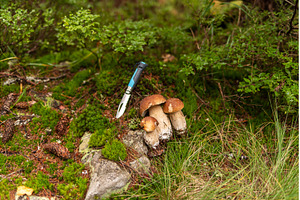 Three fresh porcini mushrooms with, a Nature Photo by Stockphoto by vzwer