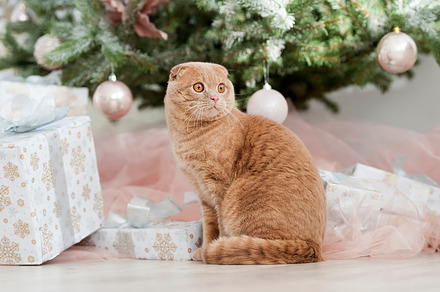 Cat featuring cat, animal, and kitten, an Animal Photo by Byrdyak