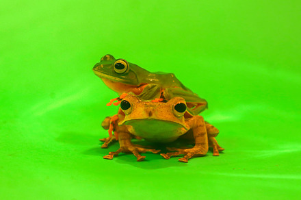 Wallace's flying frog, frogs, tree