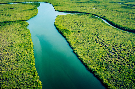 Aerial View of Green Mangrove Forest