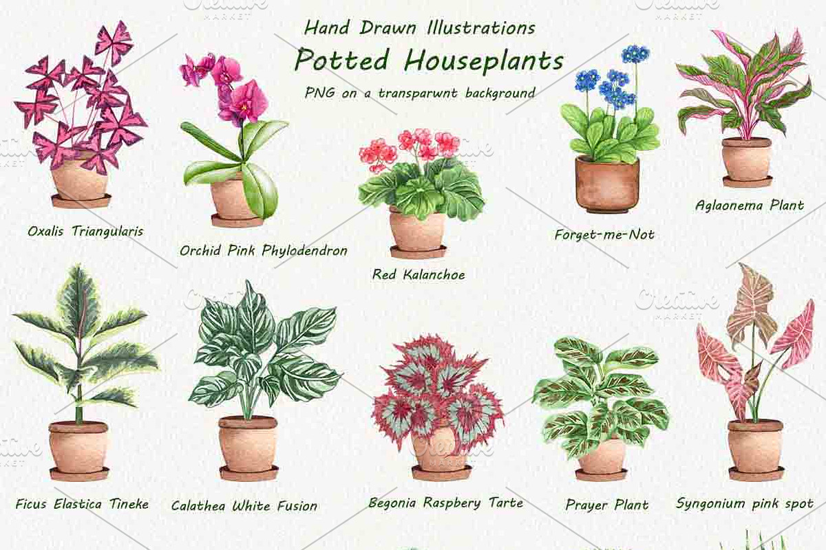 Houseplants Watercolor Clipart Vol6, an Object Illustration by BarvArt (Photo 2 of 4)