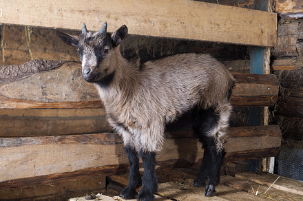 Portrait of a beautiful baby goat
