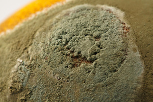 Macro shot of mold spores on lemon skin. Penicillium mold on lemon surface macr, a Health & Medical Photo by Rohan Photography