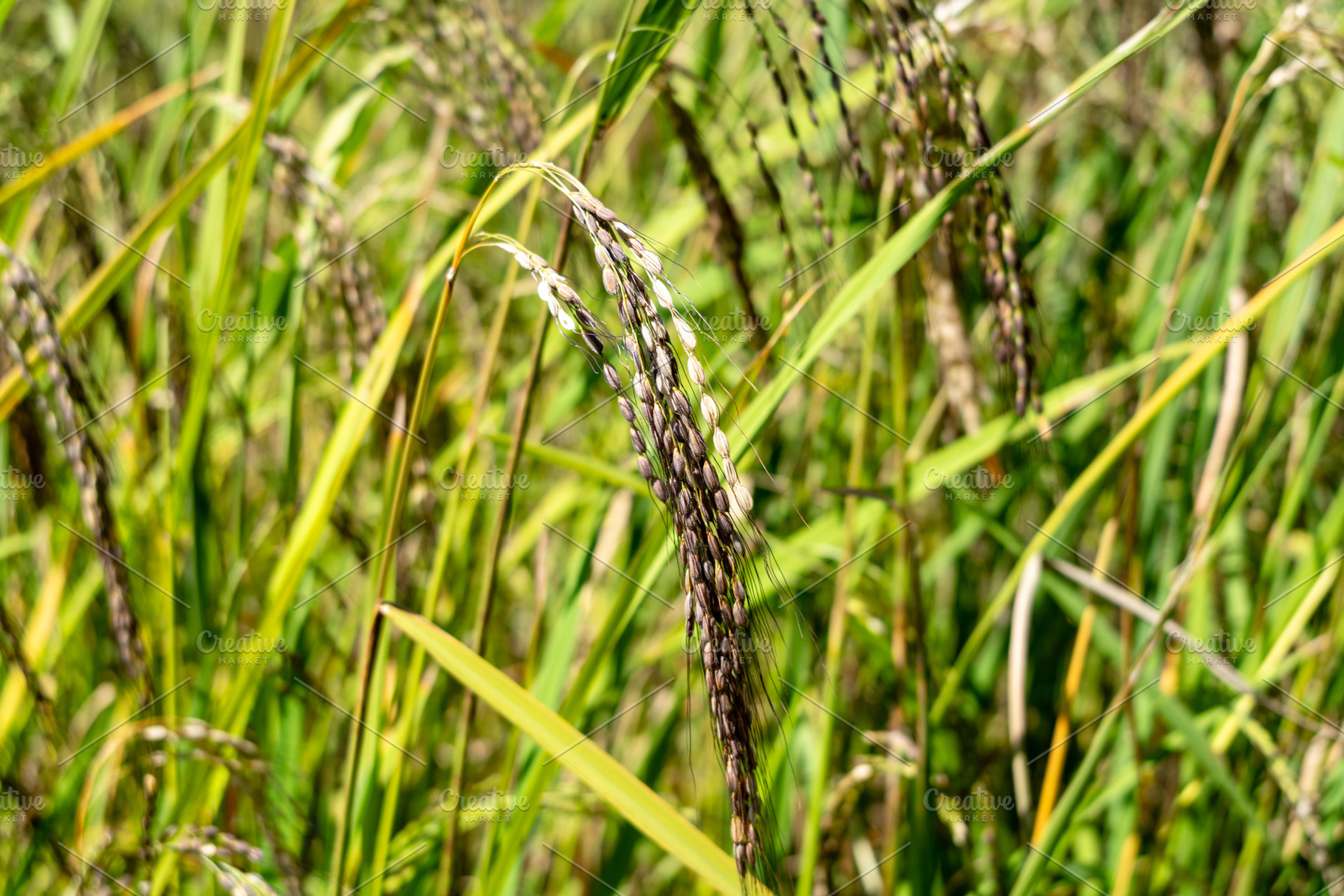 Close-up of rice plants in Toraja, Sulawesi, Indonesia, a Nature Photo by GoodGoods