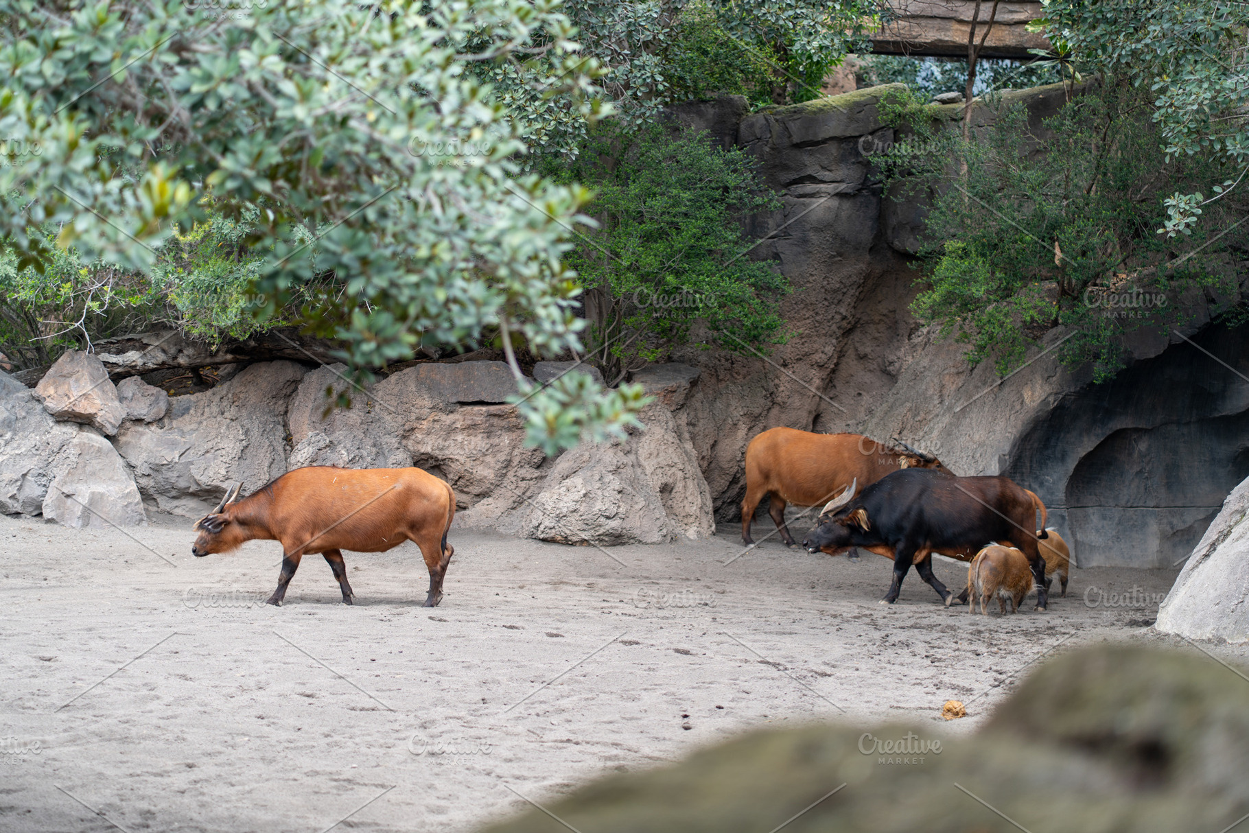 African buffaloes near rocks and water in tranquil zoo, a Photo by andreonegin market