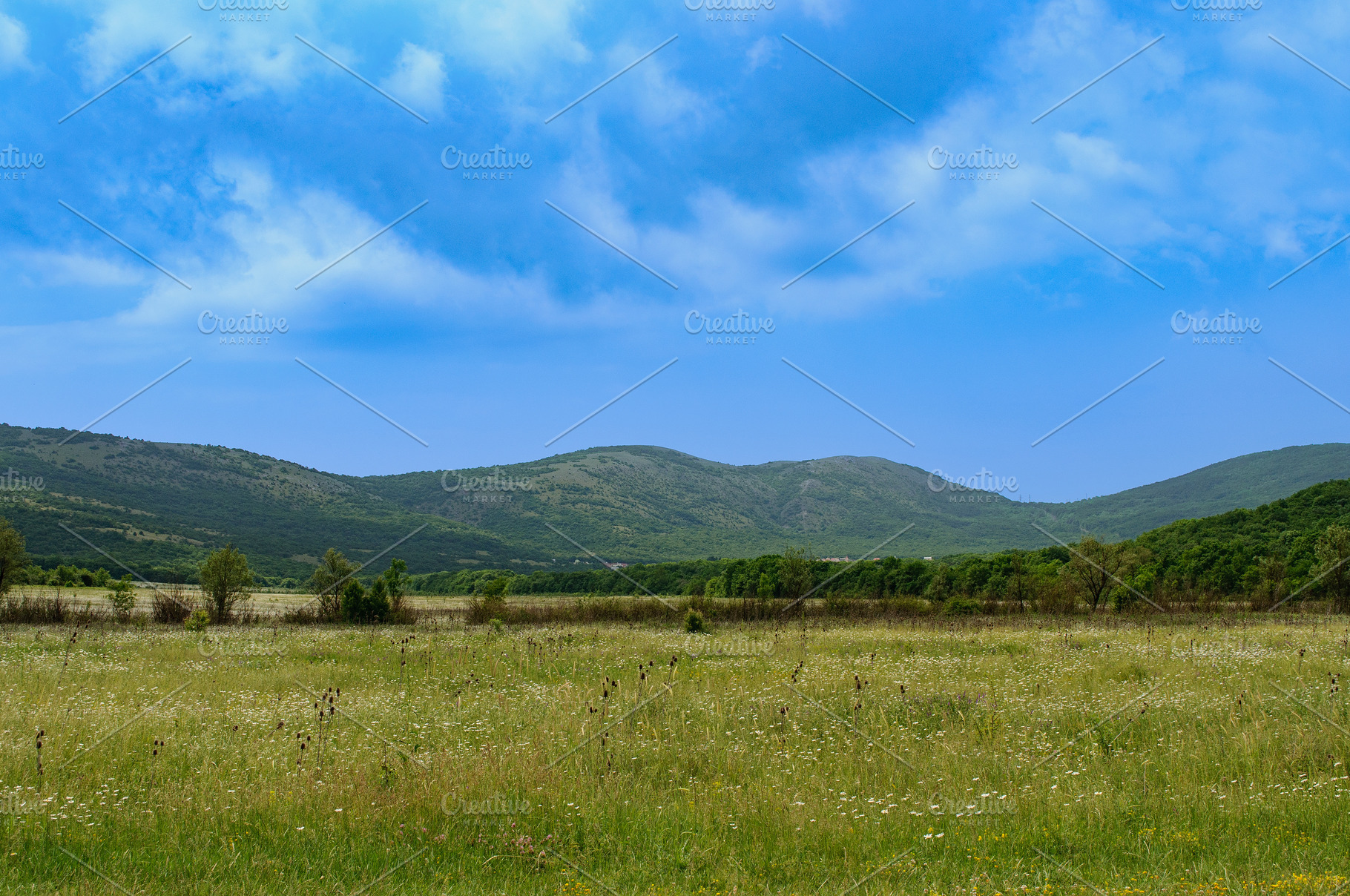 A picturesque summer landscape with a green field of flowers, hi, a Nature Photo by ndanko