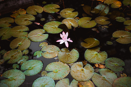 Rio's Botanical Serenity, a Nature Photo by SkyNext