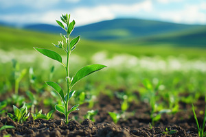 Withania plant sprouting in a field, a Photo by Pavel_design