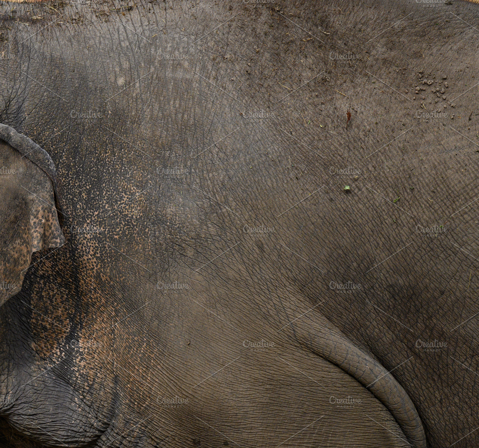 Close-up of grey elephant's thick wrinkled skin texture., an Animal Photo by ndanko