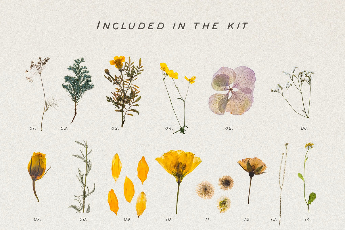 BUNDLE - Dry Flowers & Leaves, an Object Graphic by Sparrow & Snow (Photo 4 of 28)