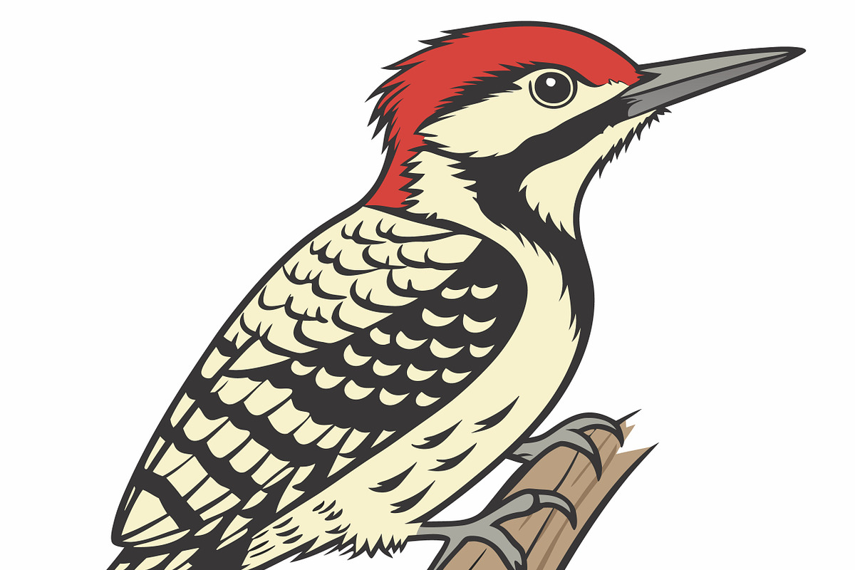 Red-headed woodpecker perched, an Animal Illustration by SouravDesign (Photo 1 of 3)