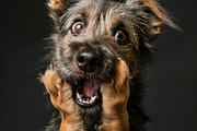 236 surprised animals, an Animal Photo by Handmadefont (Thumbnail 20 of 241)