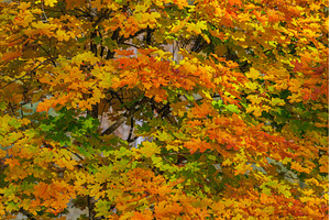 Autumn forest with vibrant red and, a Nature Photo by Lukas Jonaitis SHOP