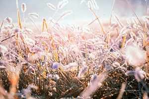 Winter frozen morning