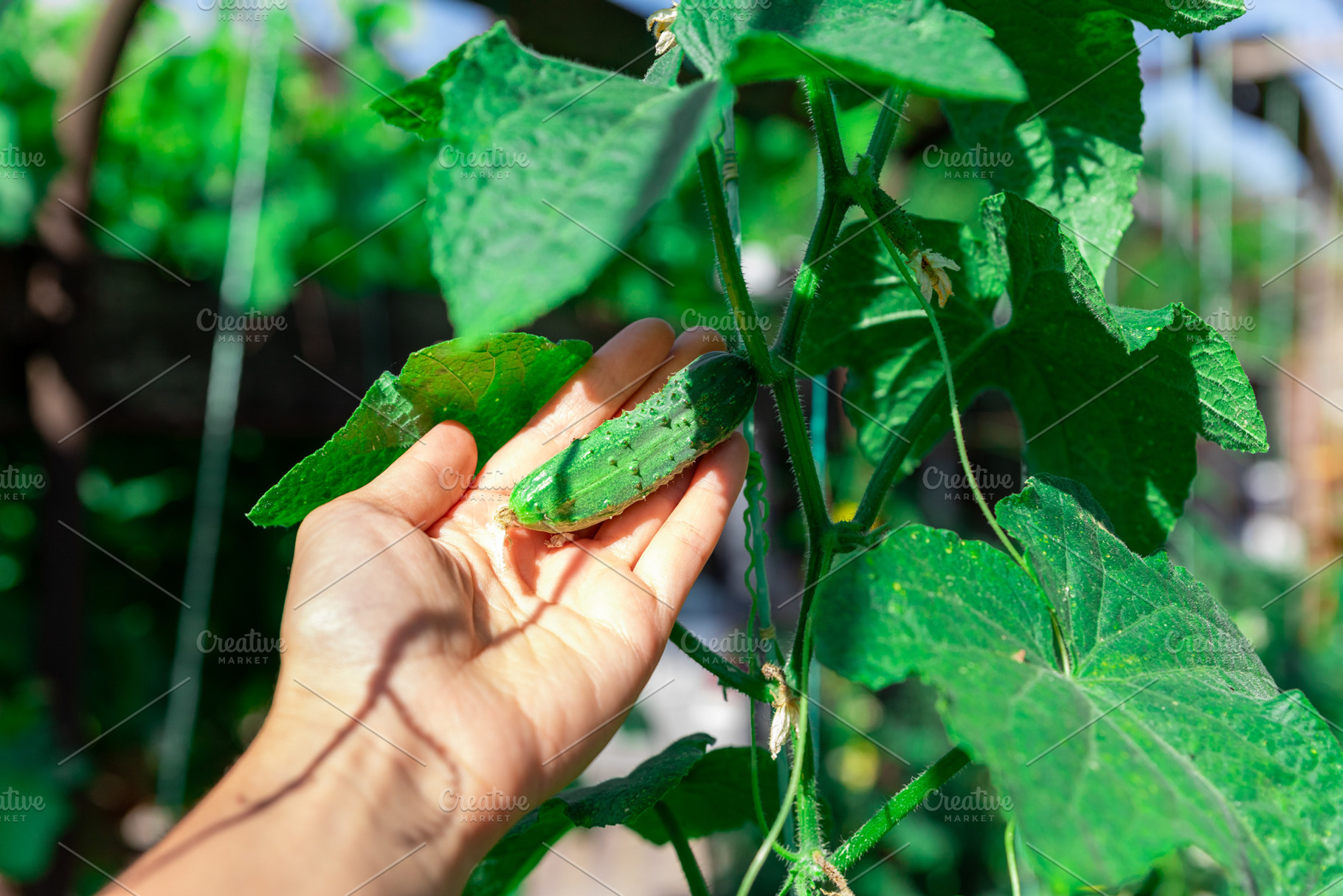 Hand Holding Fresh Cucumber, a Nature Photo by Ales Munt