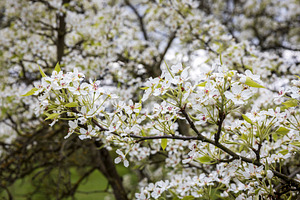 White pear blossoms blooming, a Nature Photo by Imaginarium