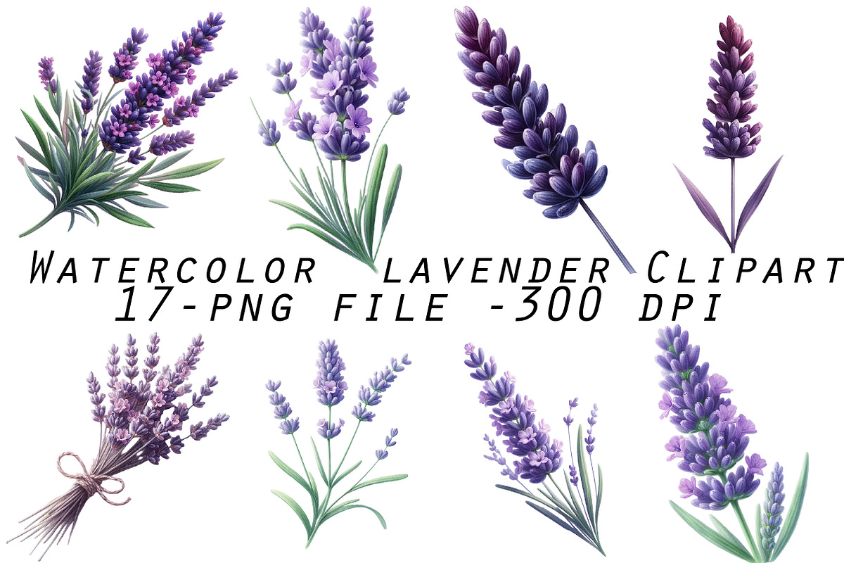 Watercolor lavender Clipart, an Illustration by Designworld (Photo 1 of 5)