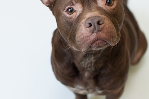 Rescue dog on white background
