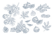 Sweet fig fruit, hand-drawn set, a Food Illustration by Good Studio (Thumbnail 2 of 3)