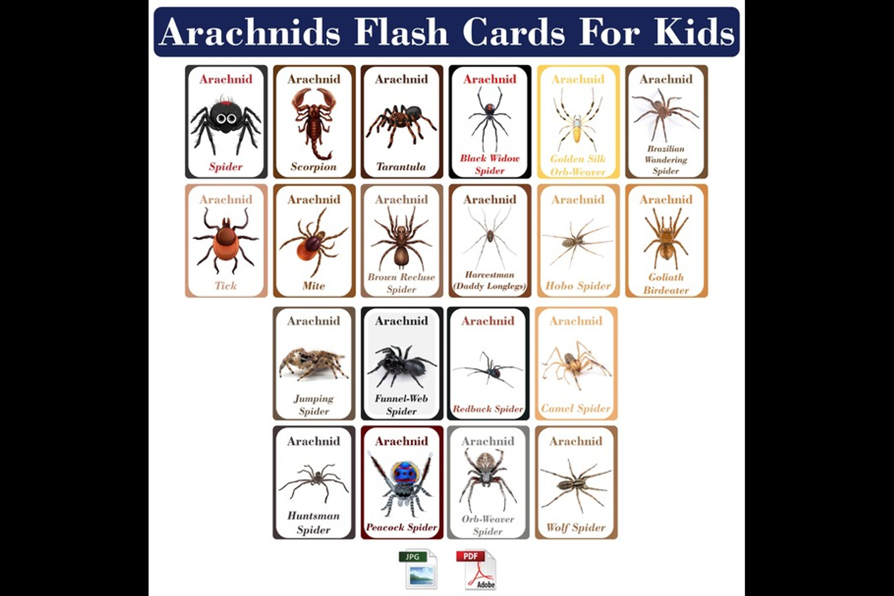 Arachnids Flash Cards for Kids, a School & Education Photo by DigitalsDesigns