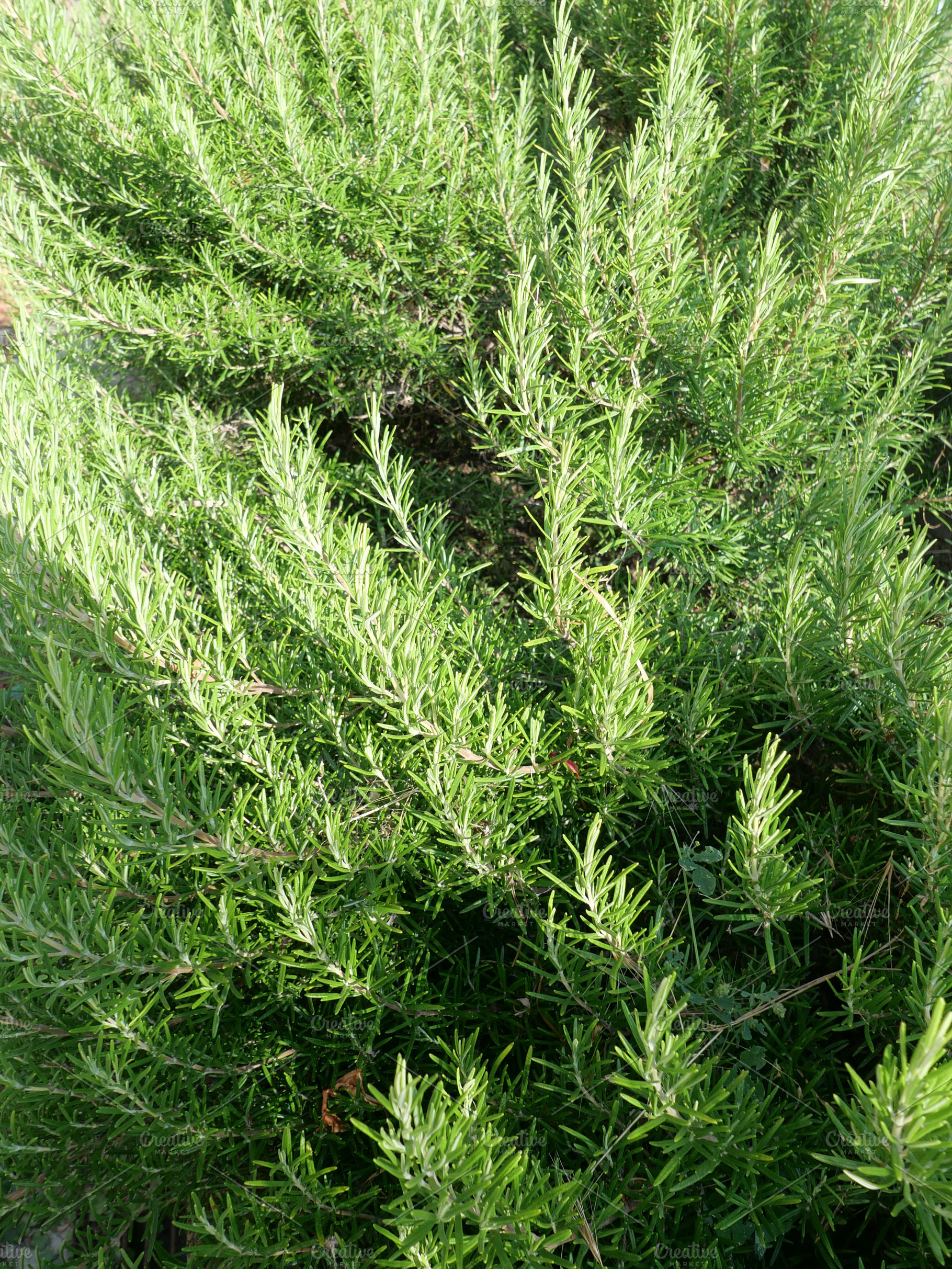 rosemary plant scient. name Rosmarinus, a Photo by WorldOfPhotos