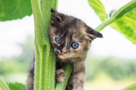 a small kitten on the fence., an Animal Photo by AlexBush
