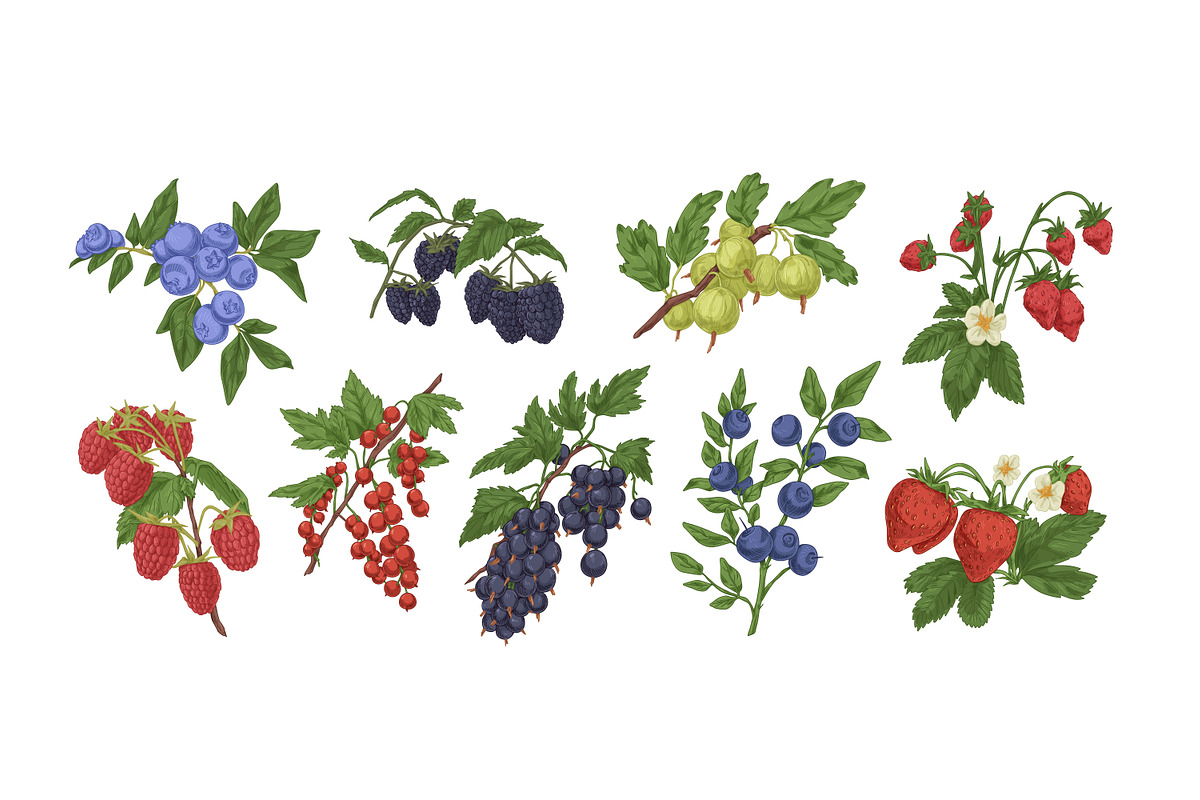 Hand drawn berries set + background, a Food Illustration by Good Studio (Photo 2 of 5)
