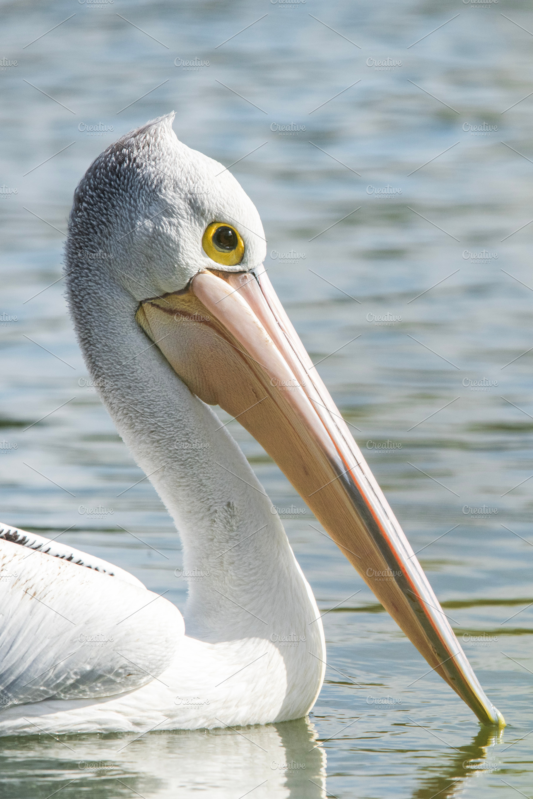 Australian Pelican, an Animal Photo by Rob D Animal Photography