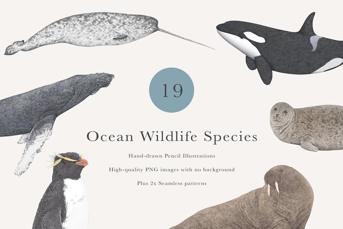 Ocean Species Set - Hand-drawn PNGs, an Animal Illustration by LaurenFittonIllustration (Photo 1 of 10)