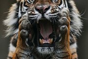 236 surprised animals, an Animal Photo by Handmadefont (Thumbnail 154 of 241)