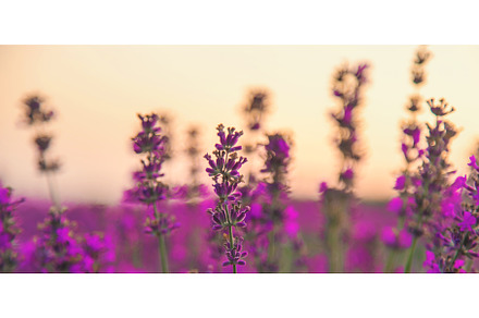Blooming lavender in the garden, a Nature Photo by yanadjana
