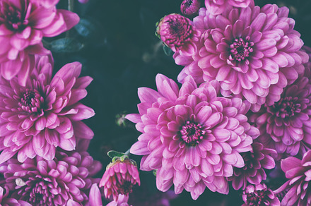 Macro on pink flowers