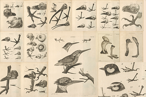 80+ Jacob Klein, Bird Genealogy
