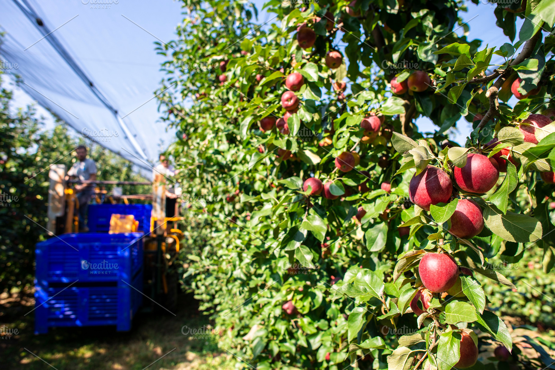 Harvest apples in big industrial app containing picking, harvesting, and, a Food & Drink Photo by Deyan Georgiev