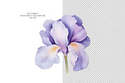 Iris Flowers, a Decorative Illustration by Vasmila (Thumbnail 7 of 9)