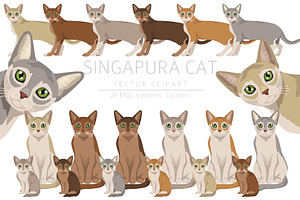 Singapura cat