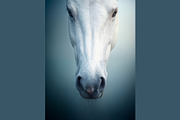 Majestic White Horse Photos, an Animal Illustration by StockVerse Creative (Thumbnail 3 of 4)