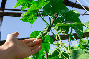 Hand Touching Cucumber Plant, a Nature Photo by Ales Munt