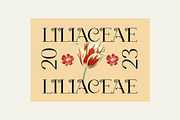 Cabestro Modern Serif Display Font, a Serif Font by UICreative (Thumbnail 5 of 13)