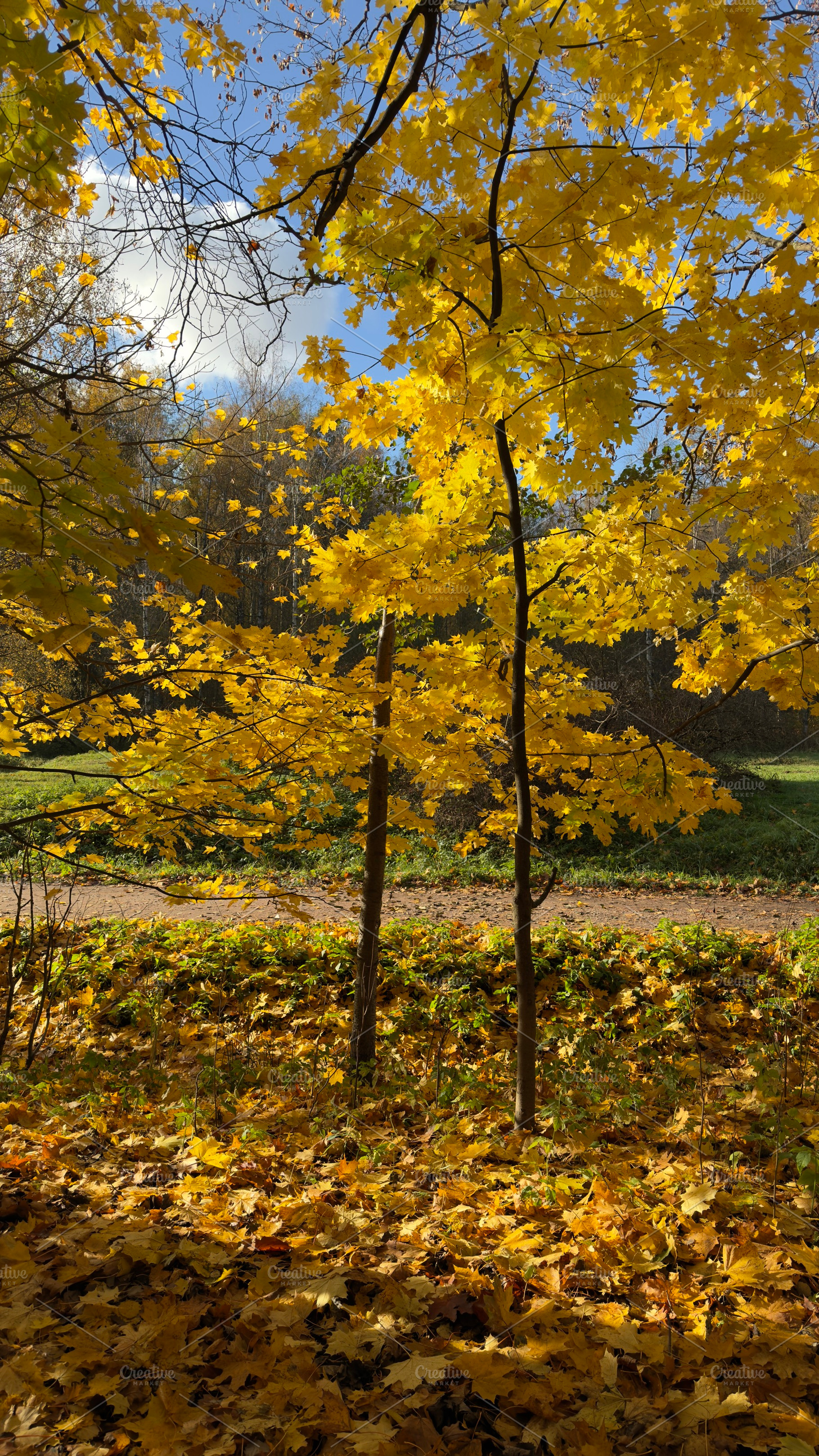 A vibrant autumn scene featuring bright yellow maple leaves on trees, with a ca, a Nature Photo by Textures & Backgrounds