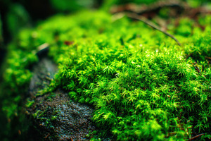 Moss on Wet Rock Macro Detail, a Nature Photo by Virgo Studio