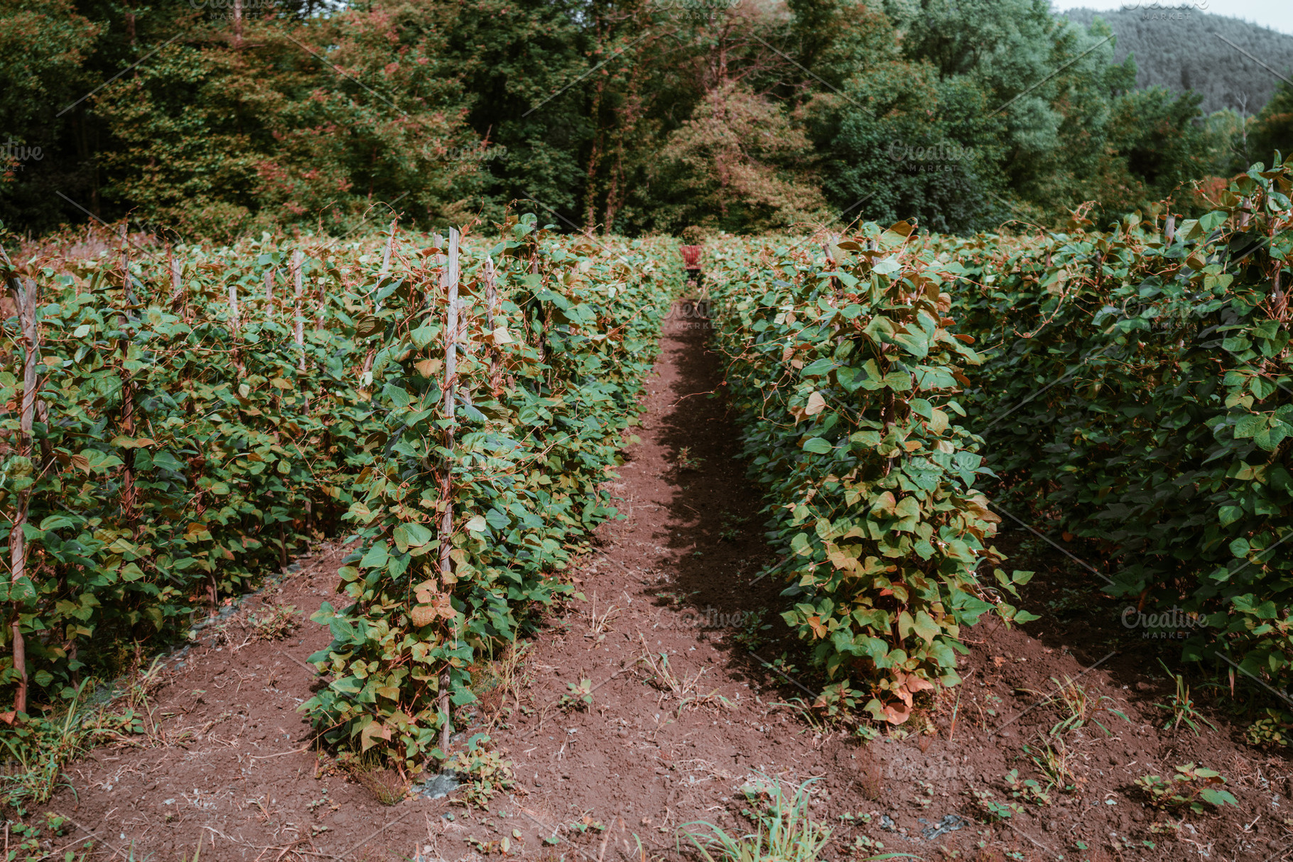 Bean field rows on trellis, an Industrial Photo by SkyNext