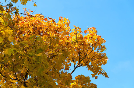 Autumn Comes preview 6