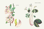 Vintage Flower Illustrations Bundle, an Illustration by Greta Ivy (Thumbnail 39 of 62)