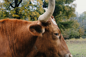 Texas Longhorn cow close up